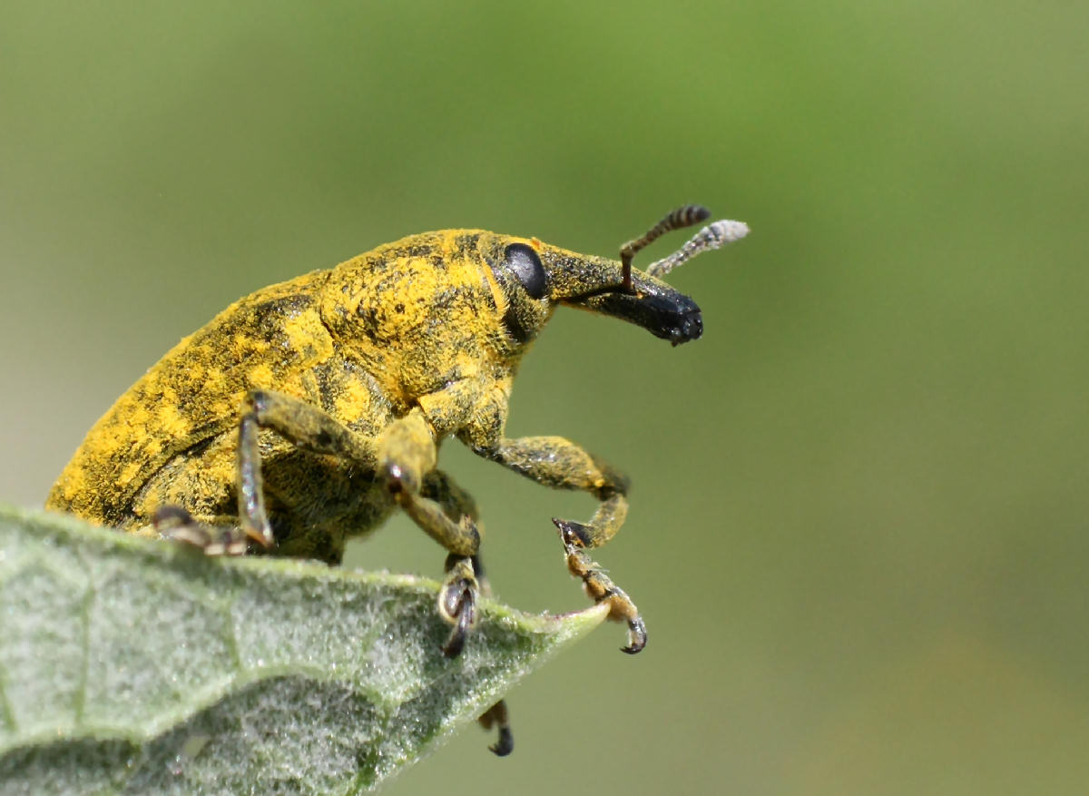 Larinus scolymi